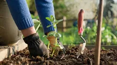 Een natuurlijke vervanger voor meststoffen gevonden: deze planten bemesten zichzelf