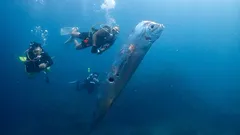 “Ik heb nog nooit zoiets gezien”: in Mexico zijn zeldzame doemdagvissen op het strand aangespoeld